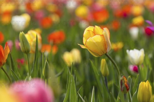 Colourful blooming tulips (tulpia) in a field for self-cutting flowers in Katzenberg, Nossen,