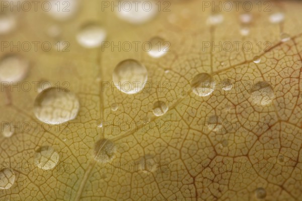 Water dripping on a leaf in autumn. Bas rhin Alsace, France, Europe