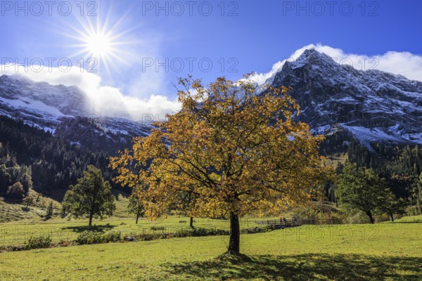 Maple tree in front of snow-covered mountains, sunbeams, backlight, autumn colours, sunny, Engalm,