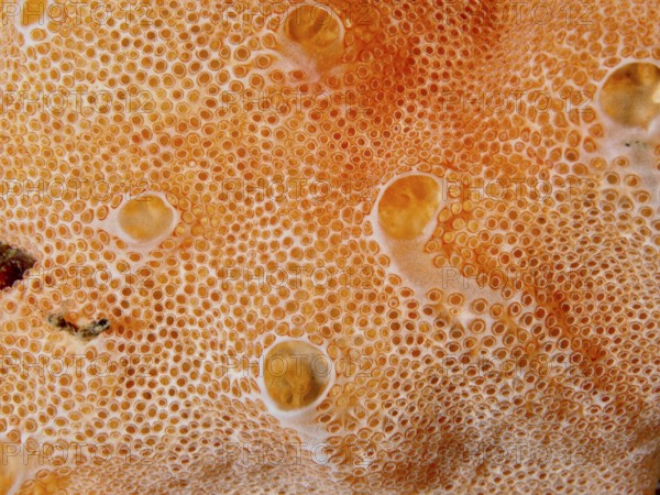 Orange textured surface with small bubbles and organic pattern of Mediterranean sea strawberry