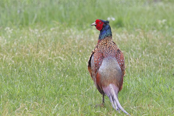 Pheasant, hunting pheasant (Phasianus colchicus), adult male bird in a meadow, wildlife, Lembruch,