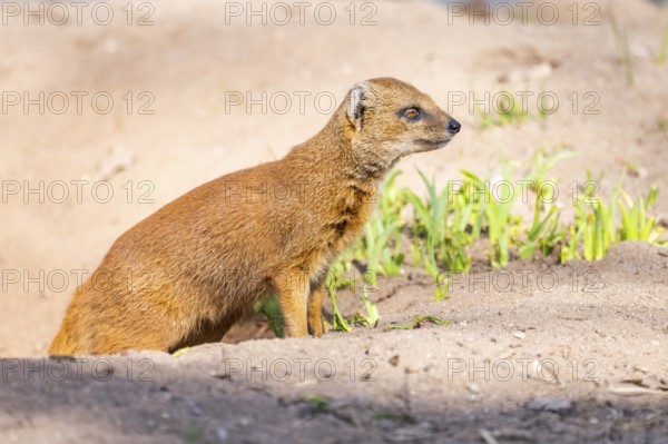 Yellow mongoose (Cynictis penicillata), in the dessert on a sunny day, captive