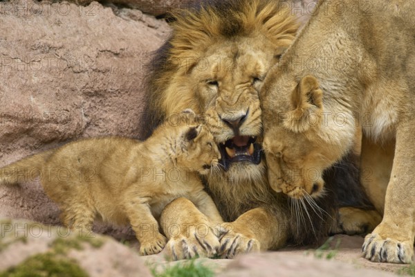 Lion family with young in close interaction, sitting on rocks in natural environment, captive,