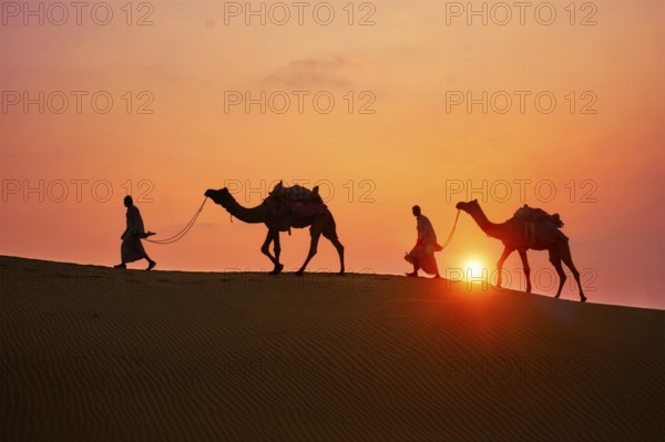 Indian cameleers camel drivers bedouin with camel silhouettes in sand dunes of Thar desert on