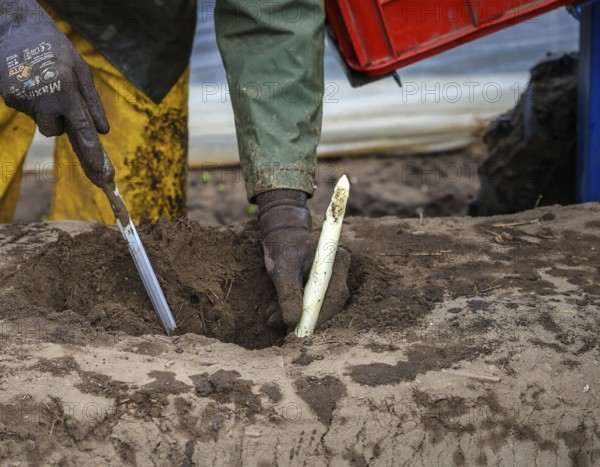 Wesel, North Rhine-Westphalia, Germany, Harvest workers from Eastern Europe harvest the first
