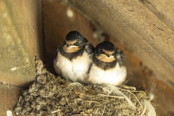 Young swallows in a nest, Denmark, Europe
