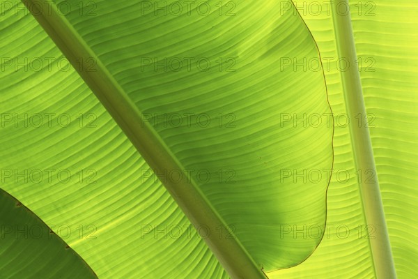 Close-up of green banana leaves with a clear texture