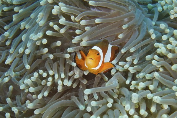 An Ocellaris Clownfish (Amphiprion ocellaris) seeks shelter in the tentacles of a pale sea anemone