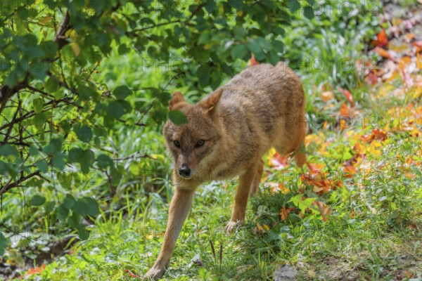 A golden jackal (Canis aureus) runs across a green meadow on a sunny day, passing a bush