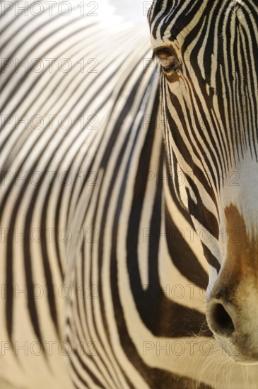 Close-up of a zebra head with clear stripes in the sunlight, Grevy's zebra (Equus grevyi), captive
