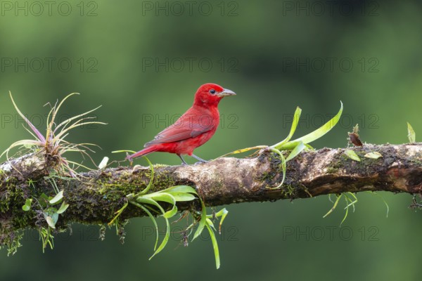 Summer cardinal (Piranga rubra), tanager (Thraupidae), Costa Rica, Central America