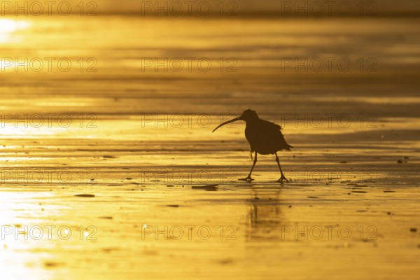 Eurasian curlew (Numenius arquata) silhouette of an adult wading bird on a beach at sunset,