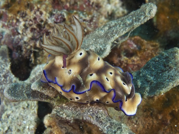 Brown nudibranch with blue edges, magnificent star snail (Hypselodoris tryoni), lying on a coral