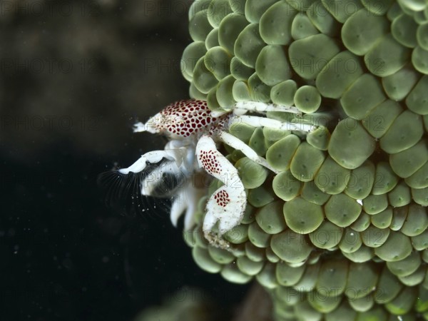 Spotted porcelain crab (Neopetrolisthes maculatus) clinging to a green sea anemone, dive site House