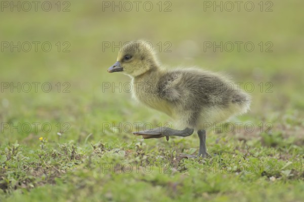 Greylag goose (Anser anser) juvenile baby gosling bird walking on grassland, England, United