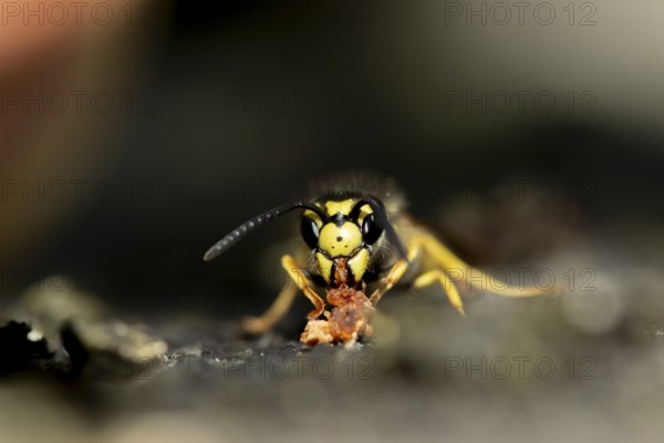 Common wasp (Vespula vulgaris) adult insect feeding on fallen fruit in a garden in summer, England,
