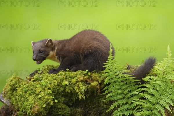 European pine marten (Martes martes) adult animal on a moss covered tree stump, Scotland, United
