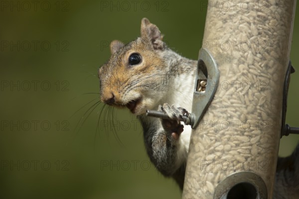 Grey squirrel (Sciurus carolinensis) adult animal on a garden bird feeder with sunflower seeds,