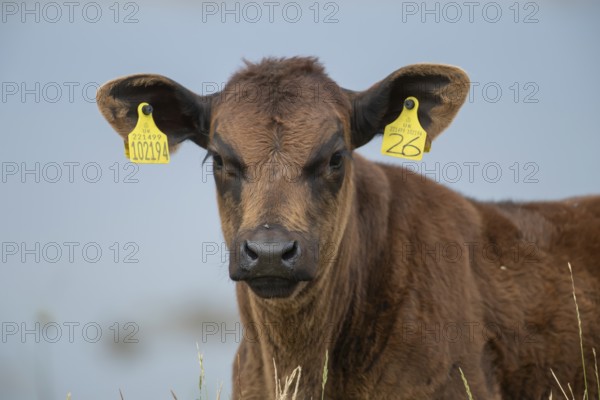 Domestic cattle or cow (Bos taurus) juvenile baby calf farm animal head portrait, England, United