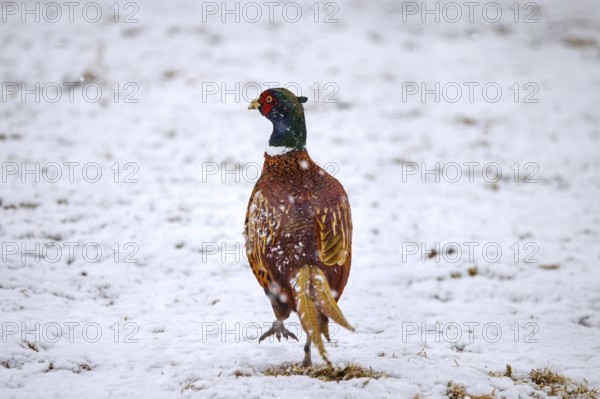 Common pheasant, ring-necked pheasant (Phasianus colchicus) male, cock foraging in snow covered
