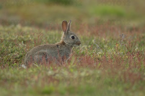 Rabbit (Oryctolagus cuniculus) wild juvenile baby animal in grassland with red summer flowers,
