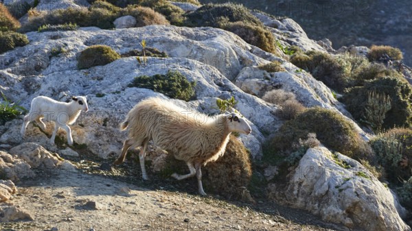 A sheep and a lamb climbing over rocky hills with plants and clear sky in the background, sheep (e)