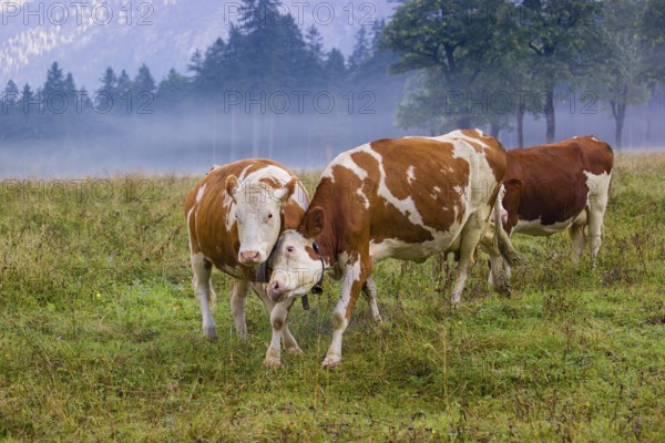 Two Holstein Friesian cows stand fighting in a meadow on a foggy day, while a forest can be seen in