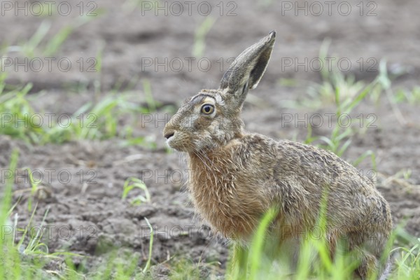 European hare (Lepus europaeus) sitting on a freshly harrowed field, North Rhine-Westphalia,
