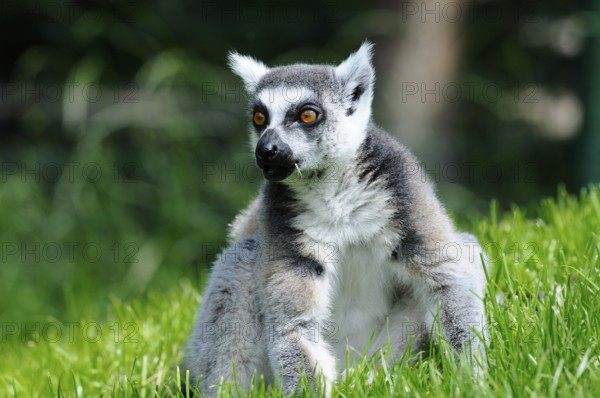 A sitting lemur on the meadow with an attentive expression on its face, Ring-tailed Lemur (Lemur
