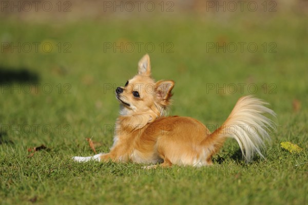 A Chihuahua lies on a green meadow and looks attentively to the side, Chihuahua, Longhair