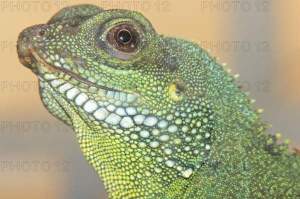 Green iguana, close-up, Chiang Mai, Thailand, Asia
