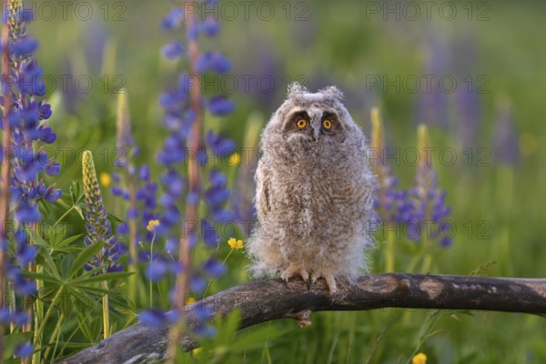 One young long-eared owl (Asio otus), sitting on a branch that is lying in a field of flowering