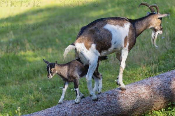 One female Tauernschecke goat, Capra aegagrus hircus, balancing along a tree trunk lying on meadow.