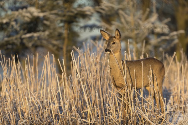 Roe deer standing in hoar frosted dead stinging nettle at minus 15 °C at sunrise. Trees and dead