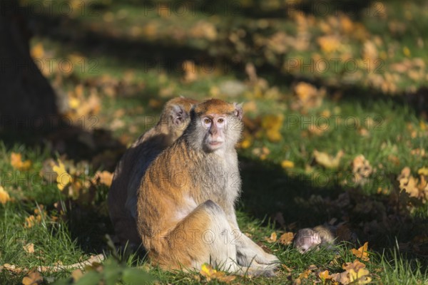 One female patas monkey (Erythrocebus patas)with her baby in late light on a green meadow