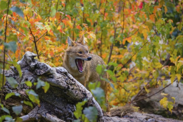 One golden jackal (Canis aureus) stands on a fallen tree trunk. Behind him is a tree in intense