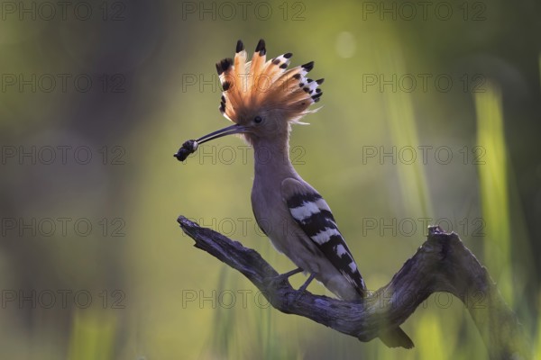 Hoopoe (Upupa epops) Bird of the Year 2022, male with beetle larva as food for the young birds,