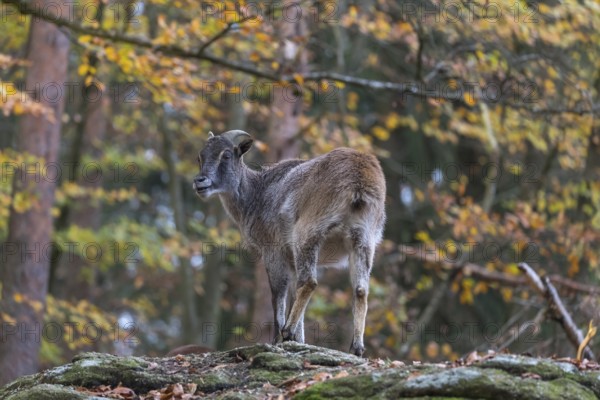 One female Himalayan Tahr (Hemitragus jemlahicus) standing in a forest. Green and yellow forest in