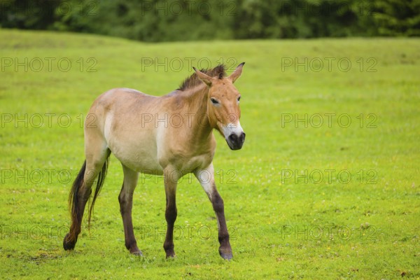 A Przewalski's horse (Equus ferus przewalskii or Equus przewalskii), walks across a paddock