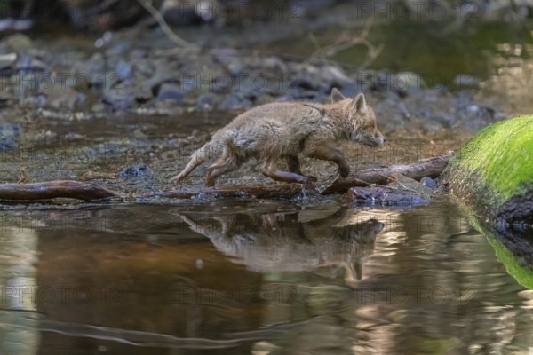 One young red fox, Vulpes vulpes, walking through a shallow forest creek in late light. Searching