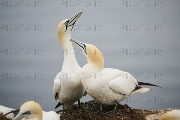 Northern gannet (Morus bassanus) couple greeting each other with their beaks, wildlife, Helgoland,