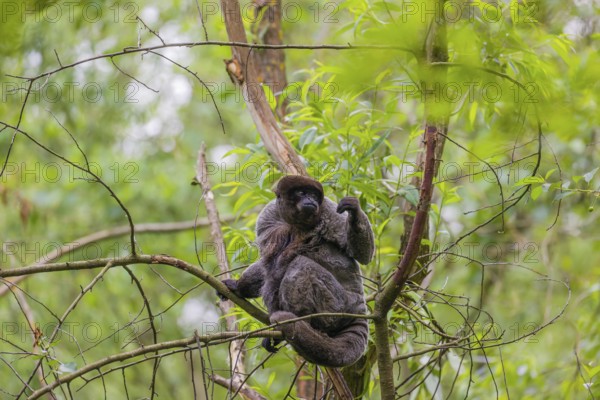 A common woolly monkey, brown woolly monkey, or Humboldt's woolly monkey (Lagothrix lagothricha)