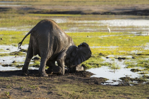Young elephant calf, Loxodonta africana, pushes its head into the mud. Its back is lifted up, face
