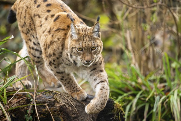 Eurasian lynx (Lynx lynx), in a forest, captive, Bavaria, Germany, Europe