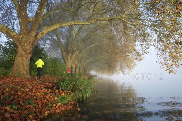Essen, North Rhine-Westphalia, Germany, Golden autumn at Lake Baldeney. Cyclists and joggers in the