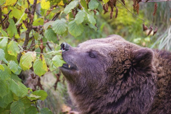 An adult female brown bear (Ursus arctos arctos) eating leaves from a birch tree