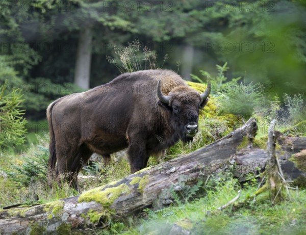 European bison (Bison bonasus) bull in near-natural habitat, captive, Germany, Europe