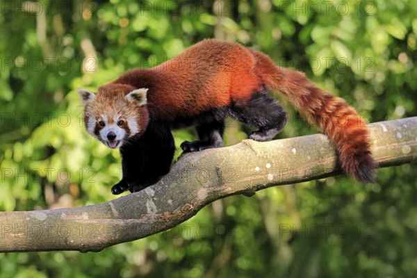 Western Red panda Ailurus fulgens), adult, on tree trunk, running, captive, Himalayas, Central Asia