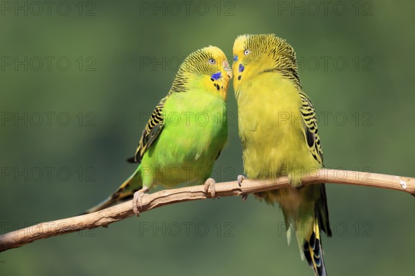 Budgerigar (Melopsittacus undulatus), adult, pair, male, female, two, in perch, courtship, social