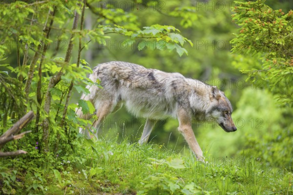 A male grey wolf (Canis lupus lupus) runs down a hill across a meadow